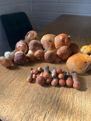 Сдам дом, Бор п, 0 км от города