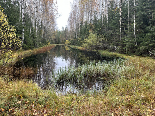 Сдам дом, Бор п, 0 км от города