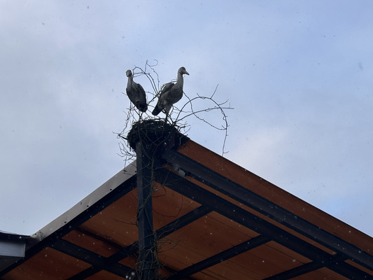 Сдам дом, Бор п, 0 км от города