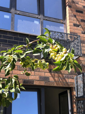 Продам однокомнатную (1-комн.) квартиру, Васильева К.А. ул, 1, Майкоп г