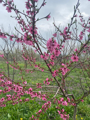 Продам дом, Северная ул, Раевская ст-ца, 0 км от города