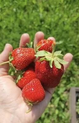 Продам коттедж, Климовка д, 0 км от города