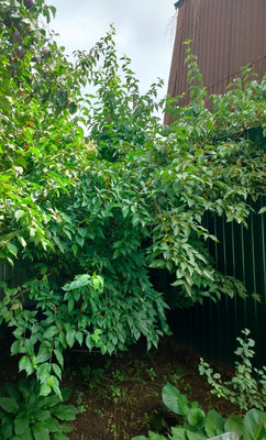 Продам дом, Ручеек тер. СНТ, 75А, Люберцы г, 0 км от города