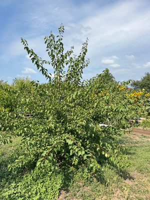 Продам коттедж, Кубанская ул, 26, Гостагаевская ст-ца, 0 км от города