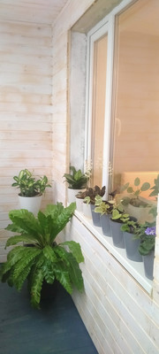 Продам однокомнатную (1-комн.) квартиру, Крыленко ул, 43Ак1, Санкт-Петербург г