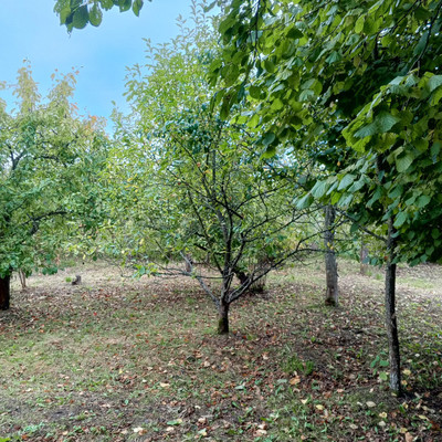 Продам участок 6,18 соток, Фермерское хоз., 13-я линия ул, Пески тер. СНТ, 0 км от города