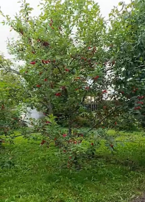 Продам участок 6,18 соток, Фермерское хоз., 13-я линия ул, Пески тер. СНТ, 0 км от города