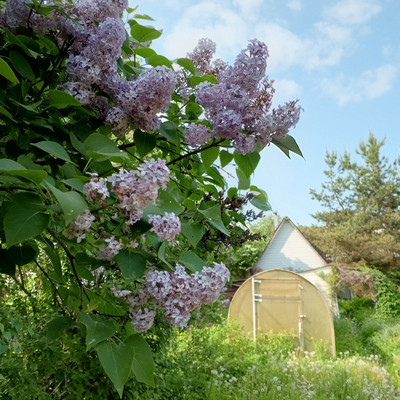 Продам участок 6,18 соток, Фермерское хоз., 13-я линия ул, Пески тер. СНТ, 0 км от города