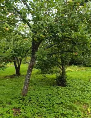 Продам участок 6,18 соток, Фермерское хоз., 13-я линия ул, Пески тер. СНТ, 0 км от города