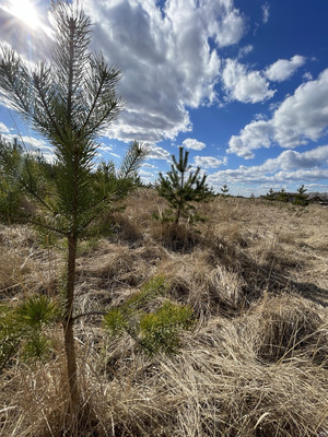 Продам участок 25,09 соток, ИЖС, Речная ул, Балково д, 0 км от города