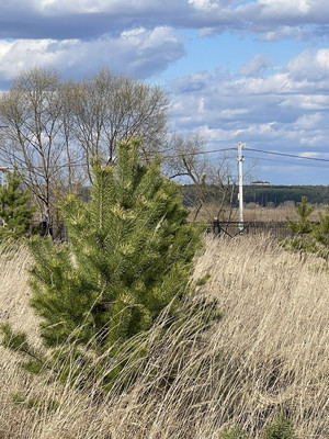 Продам участок 25,09 соток, ИЖС, Речная ул, Балково д, 0 км от города