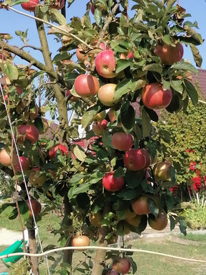 Продам дом, Кубанская ул, 26, Гостагаевская ст-ца, 0 км от города