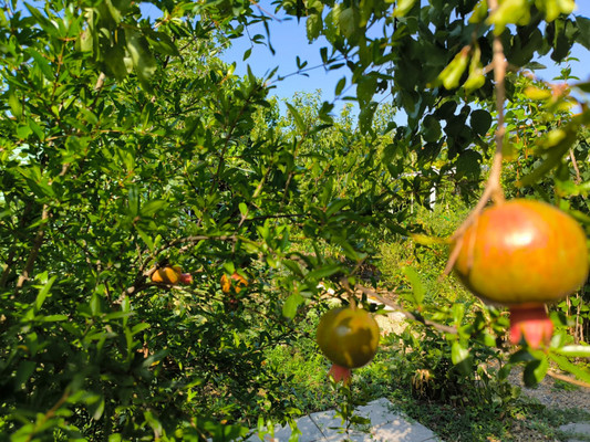 Продам дом, Светлая (Южное тер. ДНТ) ул, Красный х, 0 км от города