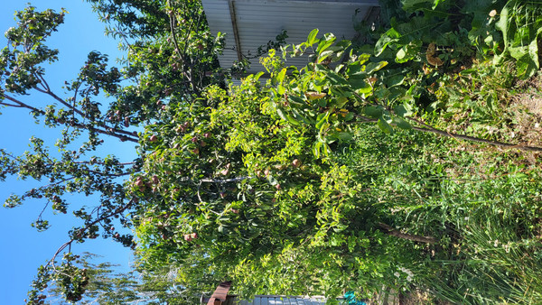 Продам дом, Светлая (Южное тер. ДНТ) ул, Красный х, 0 км от города