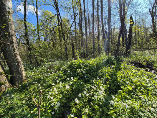 Продам дом, дачный поселок Имение Оржицкого тер, 0 км от города