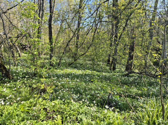 Продам дом, дачный поселок Имение Оржицкого тер, 0 км от города