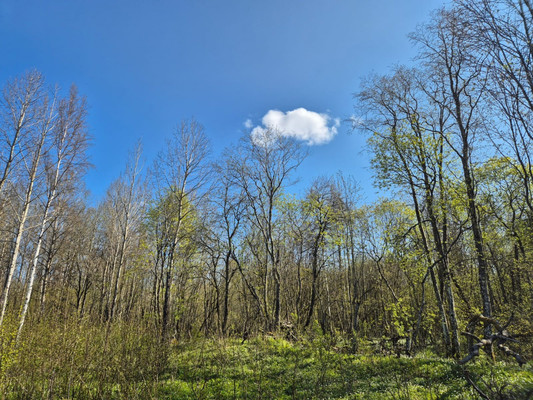 Продам дом, дачный поселок Имение Оржицкого тер, 0 км от города