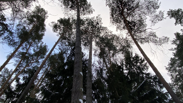 Продам участок 14,88 соток, ИЖС, Комиссарова ул, 36, Кратово дп, 0 км от города