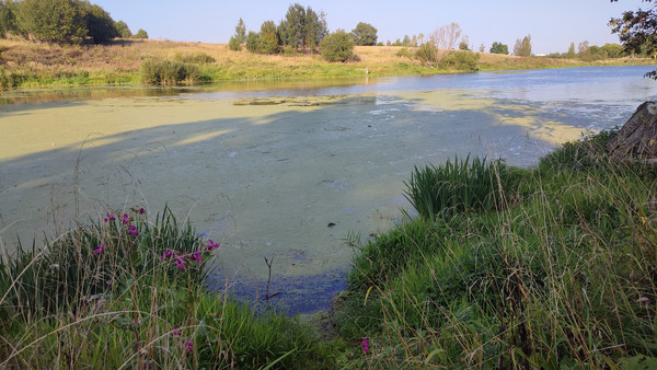 Продам участок 9 соток, ИЖС, Тютчева ул, 67, Софрино рп, 0 км от города