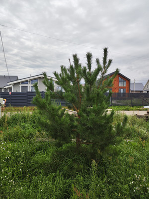 Продам дом, Минино д, 0 км от города