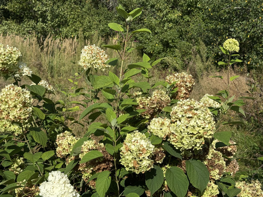 Продам дачу, Юбилейная ул, Истра г, 0 км от города