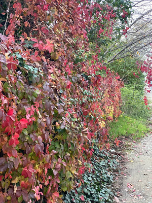 Продам участок 50 соток, ИЖС, Армавирская ул, Высокий п, 0 км от города