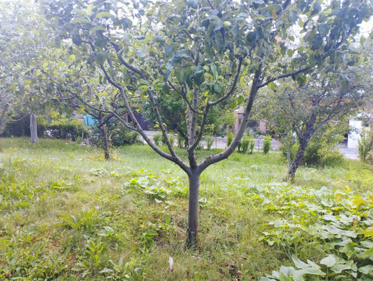 Продам коттедж, Лесная ул, 24, Мрия тер. СНТ, 0 км от города