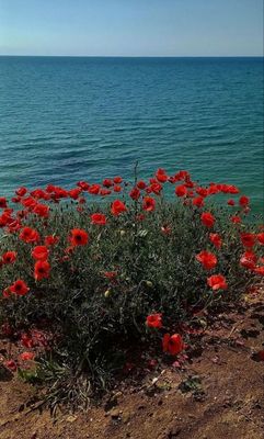 Продам участок 8,25 соток, ИЖС, Херсонесская ул, Николаевка пгт, 0 км от города