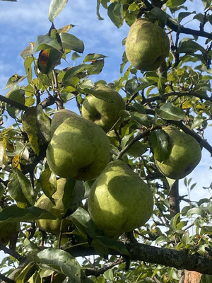 Продам дом, Суворова ул, 12, Курилово п, 0 км от города