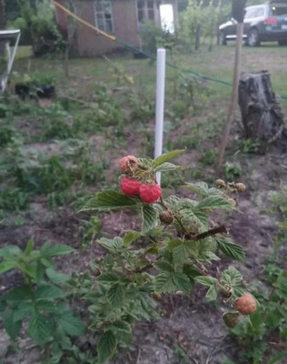 Продам участок 6,7 соток, Садоводство, Красная Батарея х, 0 км от города