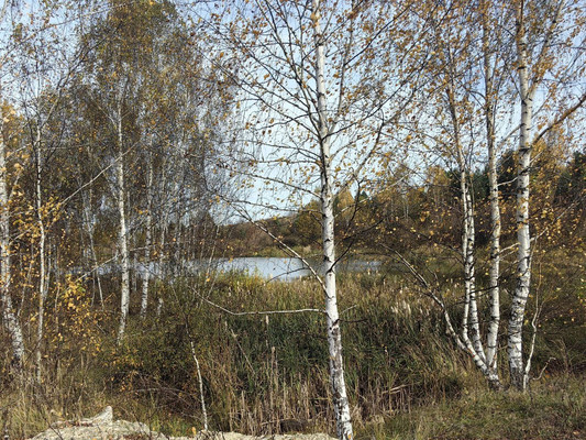 Продам землю для коммерческого использования 87,59 соток, Центральная ул, Дьяково с