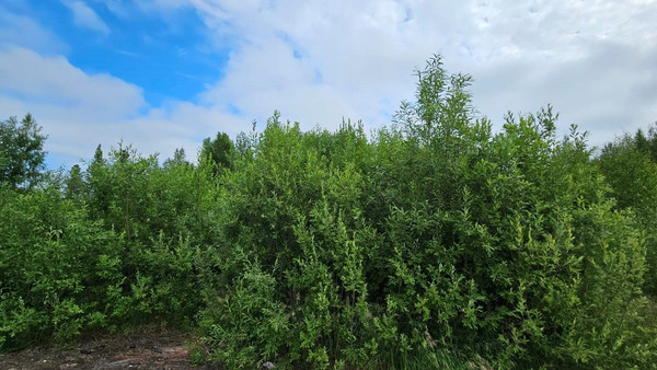 Продам участок 10 соток, Фермерское хоз., СОТ Геофизик - 2 (18км автодороги Х-М-Т снт, Ханты-Мансийск г, 0 км от города