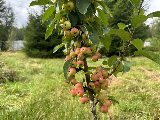 Продам дом, Симагино п, 0 км от города