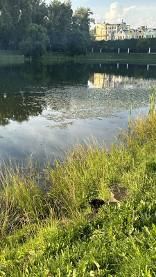 Продам двухкомнатную (2-комн.) квартиру, Луговая ул, 6кк1, Заречье рп