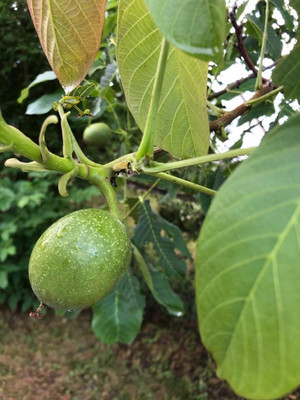 Продам дачу, Русь тер. СНТ, 678, Ивняги д, 0 км от города