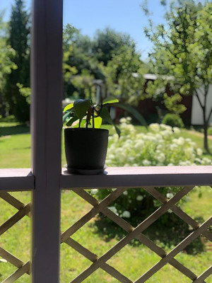 Продам дачу, Русь тер. СНТ, 678, Ивняги д, 0 км от города