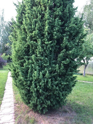 Продам дачу, Русь тер. СНТ, 678, Ивняги д, 0 км от города