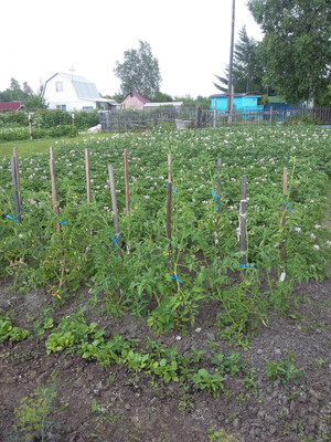 Продам дачу, Восход тер. СНТ, 0 км от города