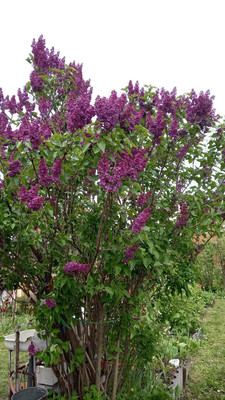 Продам дачу, Тан ул, Казань г, 0 км от города