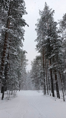 Продам участок 10 соток, ИЖС, 1-ый Школьный проезд, Ягодное д, 0 км от города