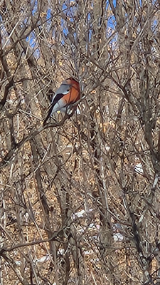 Продам дачу, 20, Боец Кузнецов п, 0 км от города