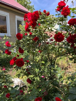 Продам дом, Варениковская ул, Школьный х, 0 км от города