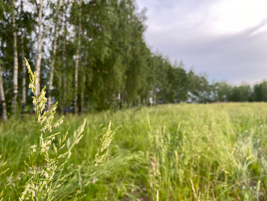 Продам участок 10 соток, ИЖС, Пелево с, 0 км от города