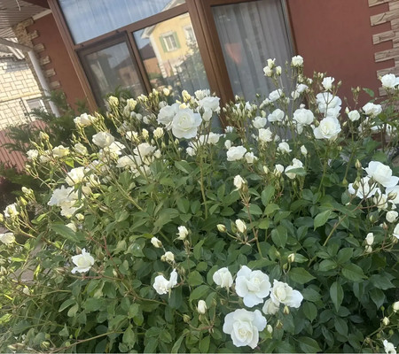 Продам дом, Луганская ул, 51, Витязево с, 0 км от города