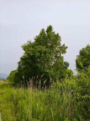 Продам участок 98,65 соток, ИЖС, Центральная ул, 58к2, Перетино с, 0 км от города