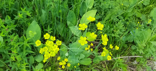 Продам участок 10 соток, Фермерское хоз., СТ Таволги тер, 0 км от города