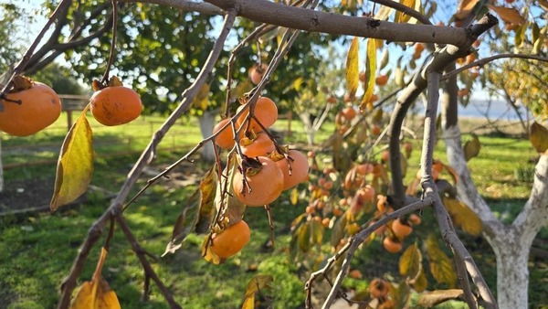 Продам таунхаус, Кубанская ул, 2кв, Витязево с, 0 км от города