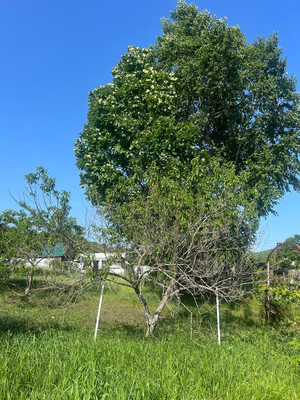 Продам участок 10,7 соток, Садоводство, Березовая ул, Голубовка с, 0 км от города