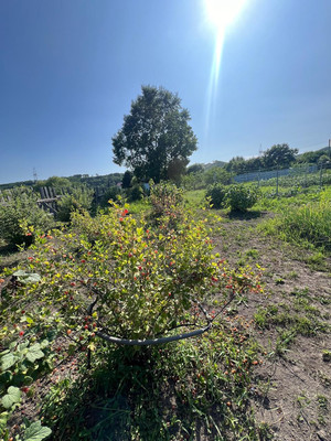 Продам участок 10,7 соток, Садоводство, Березовая ул, Голубовка с, 0 км от города