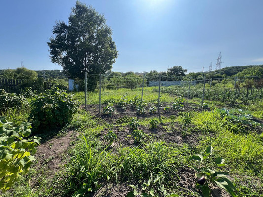 Продам участок 10,7 соток, Садоводство, Березовая ул, Голубовка с, 0 км от города